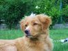 Nova Scotia Duck Tolling Retriever Hund