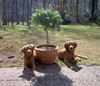 Nova Scotia Duck Tolling Retriever Hund