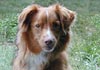 Nova Scotia Duck Tolling Retriever Hund