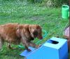 Nova Scotia Duck Tolling Retriever Hund