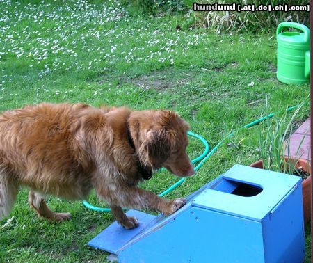 Nova Scotia Duck Tolling Retriever Übung macht den Meister