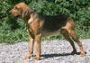 Polnische Bracke Hund