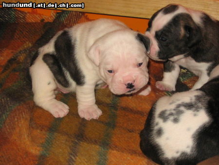 Olde English Bulldogge