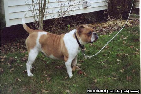 Olde English Bulldogge Leavitt 100% Purebred Olde English Bulldogge, get the truth and the right information before you buy.