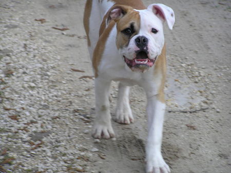 Olde English Bulldogge Luna