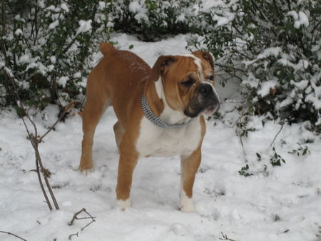 Olde English Bulldogge diego