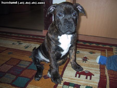 Olde English Bulldogge Norseman Aragorn - 4 Monate alt