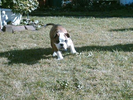 Olde English Bulldogge Linus