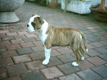 Olde English Bulldogge Linus