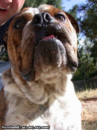 Olde English Bulldogge