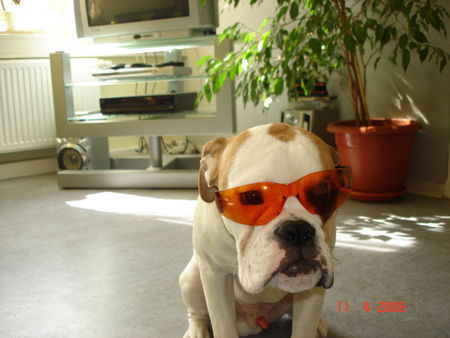 Olde English Bulldogge Bin ich cool ? ( Buliwyf)