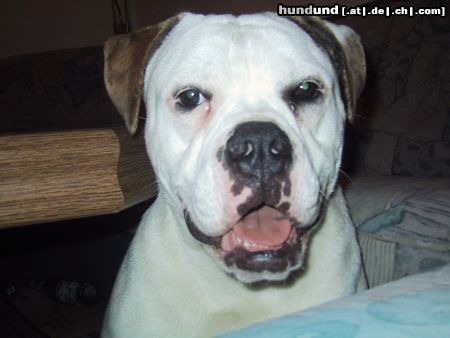 Olde English Bulldogge Norseman Zoreille - 11 Monate alt