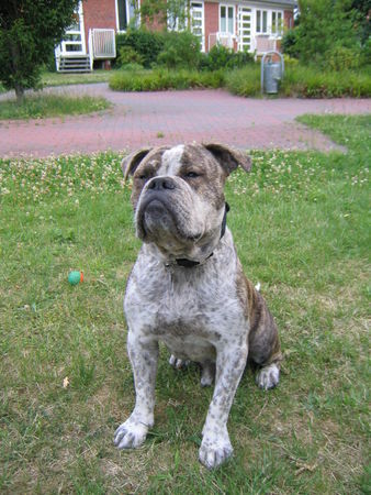 Olde English Bulldogge Zeus-NMS1