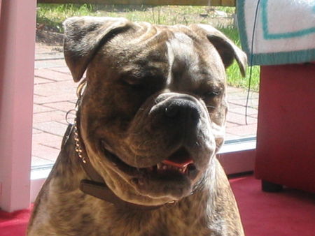 Olde English Bulldogge Big-Boss Zeus NMS2