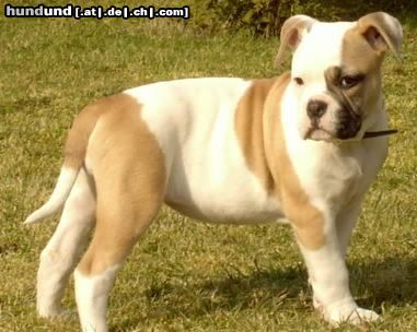 Olde English Bulldogge Royal Angel´s Kennel