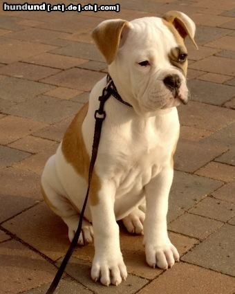 Olde English Bulldogge Royal Angel´s Kennel