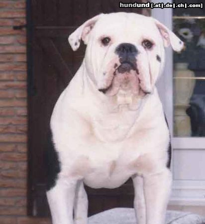 Olde English Bulldogge Norseman Saxo 