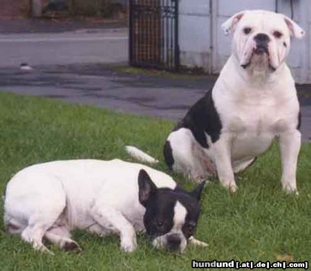 Olde English Bulldogge Norseman Saxo