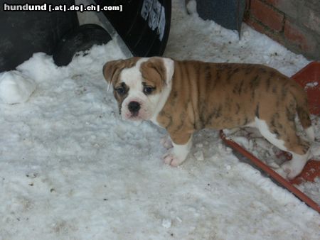 Olde English Bulldogge Beautybulldogs Aisha - 8 Wochen alt