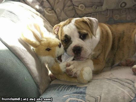 Olde English Bulldogge Aisha liebt den Osterhasen