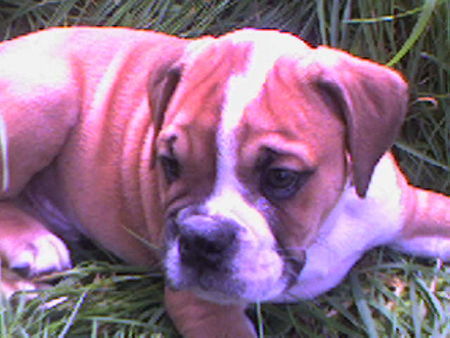 Olde English Bulldogge