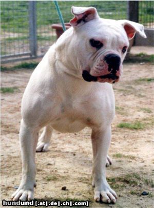 Olde English Bulldogge Norseman Rockette 