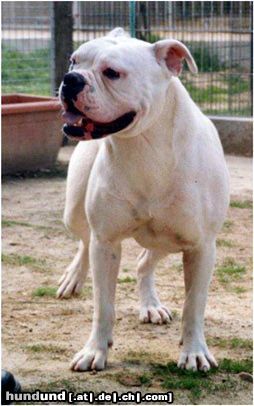 Olde English Bulldogge Norseman Rockette 