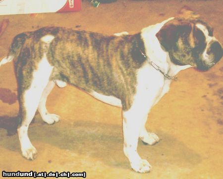 Olde English Bulldogge 100% Leavitt Purebred/ The real OEB.