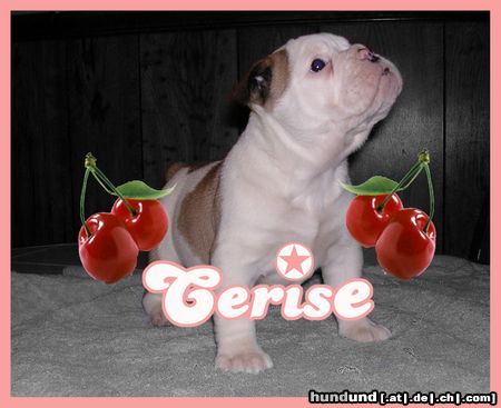 Olde English Bulldogge blacknight s cerise