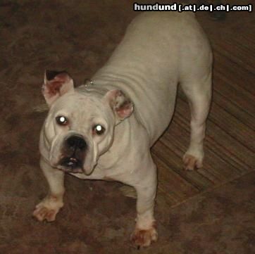 Olde English Bulldogge