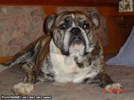 Olde English Bulldogge unser 9 monate junger tiroler namens 