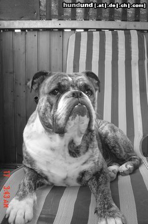 Olde English Bulldogge henry