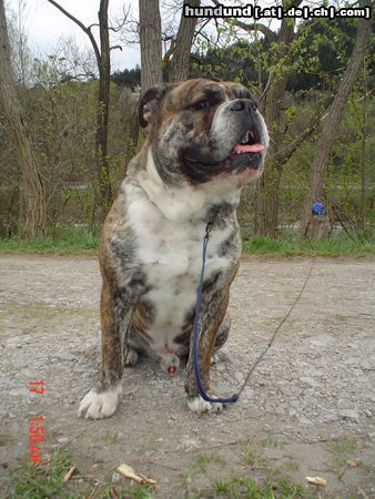 Olde English Bulldogge