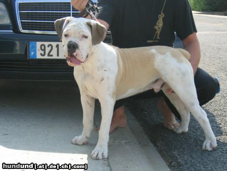 Olde English Bulldogge campeiro-bulldogge