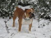 Olde English Bulldogge Hund