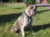 Olde English Bulldogge Hund