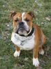 Olde English Bulldogge Hund