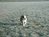 Olde English Bulldogge Hund