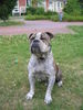 Olde English Bulldogge Hund