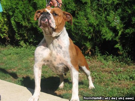 Olde English Bulldogge bulldogge