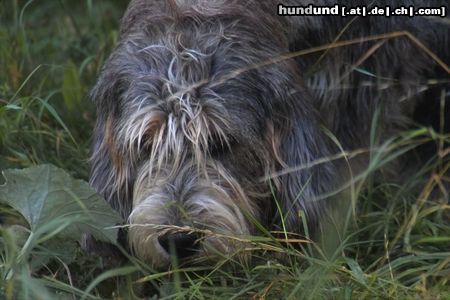 Otterhund Otterhounds