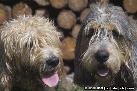 Otterhund Otterhounds