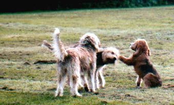 Otterhund