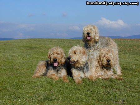 Otterhund April,Bufas,Knuddel und Floh