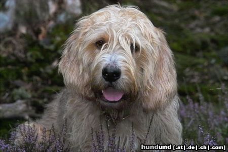 Otterhund Otterhounds