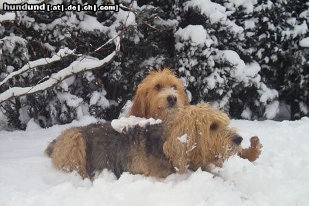 Otterhund Otterhounds