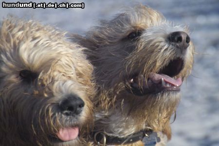 Otterhund Otterhounds