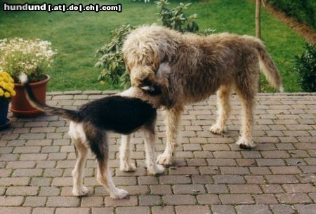 Otterhund Laß dich umarmen Kleines.