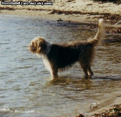 Otterhund Merlin in seinem Element