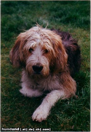 Otterhund in memoriam Merlin